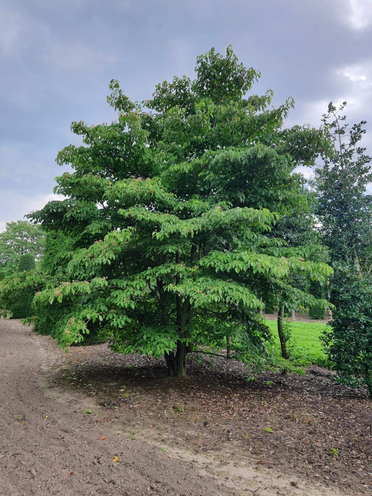 Volwassen Reuzenkornoelje | Meerstammig