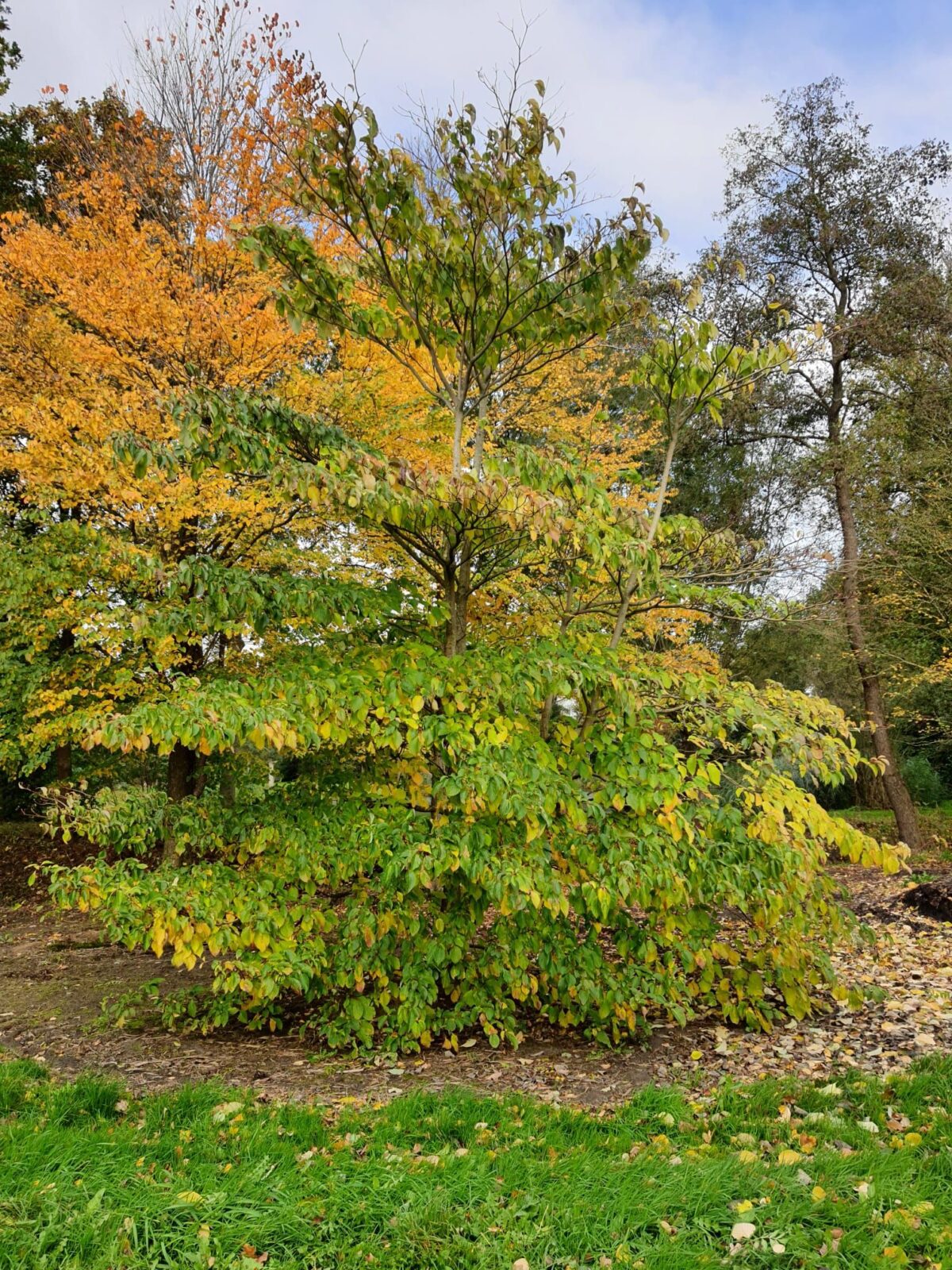 Volwassen Reuzenkornoelje | Meerstammig