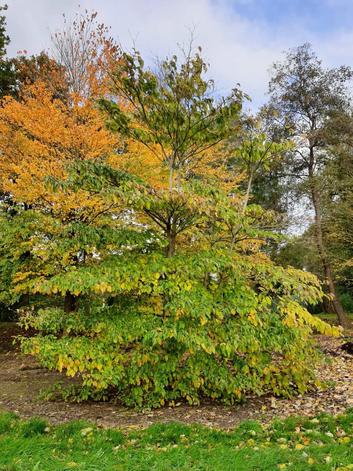 Volwassen Reuzenkornoelje | Meerstammig