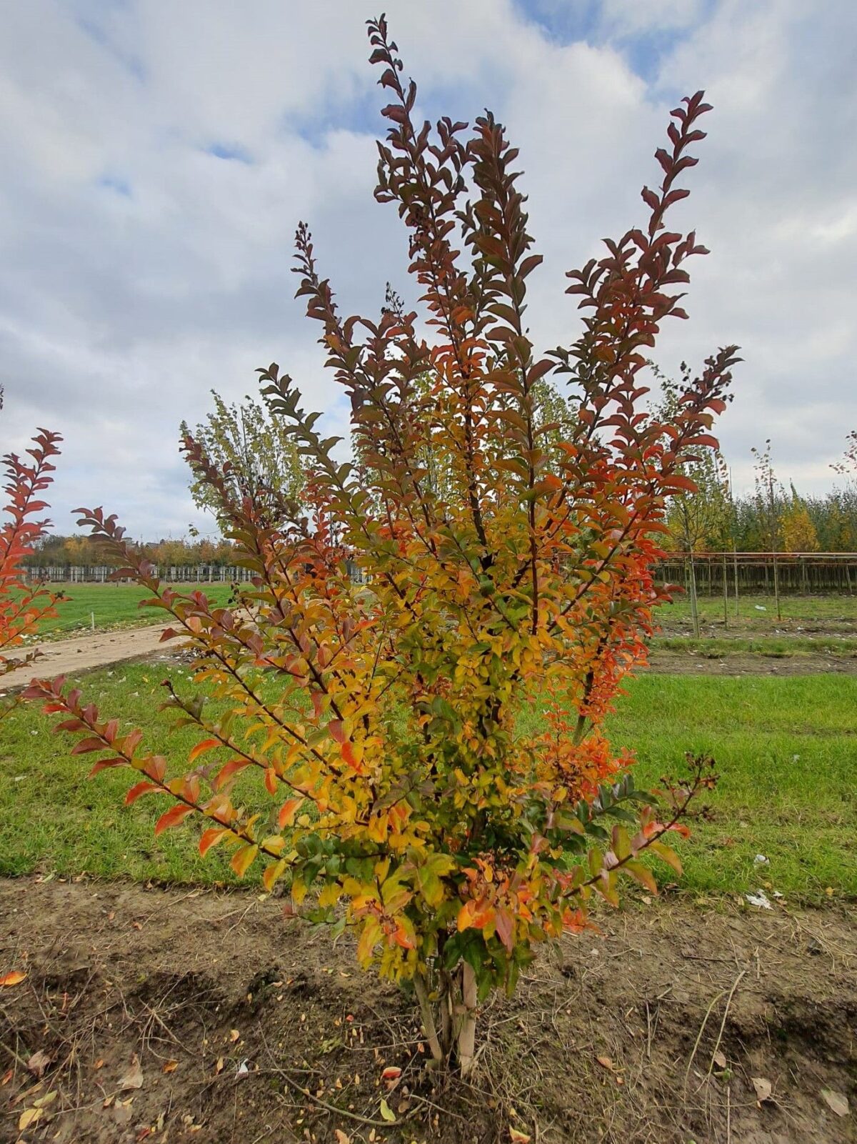 Jonge Indische Roze sering | Meerstammig