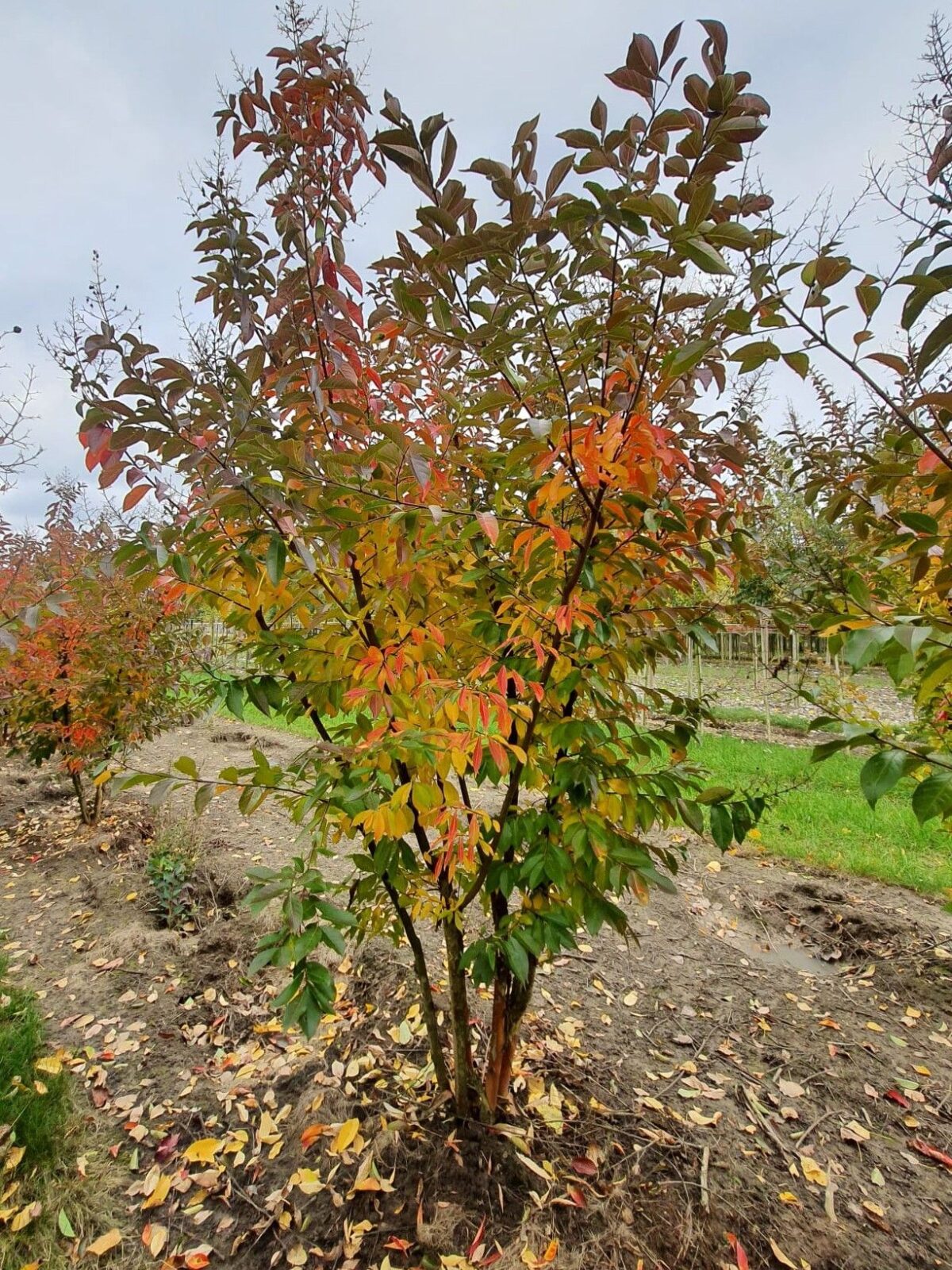 Jonge Indische Roze sering | Meerstammig