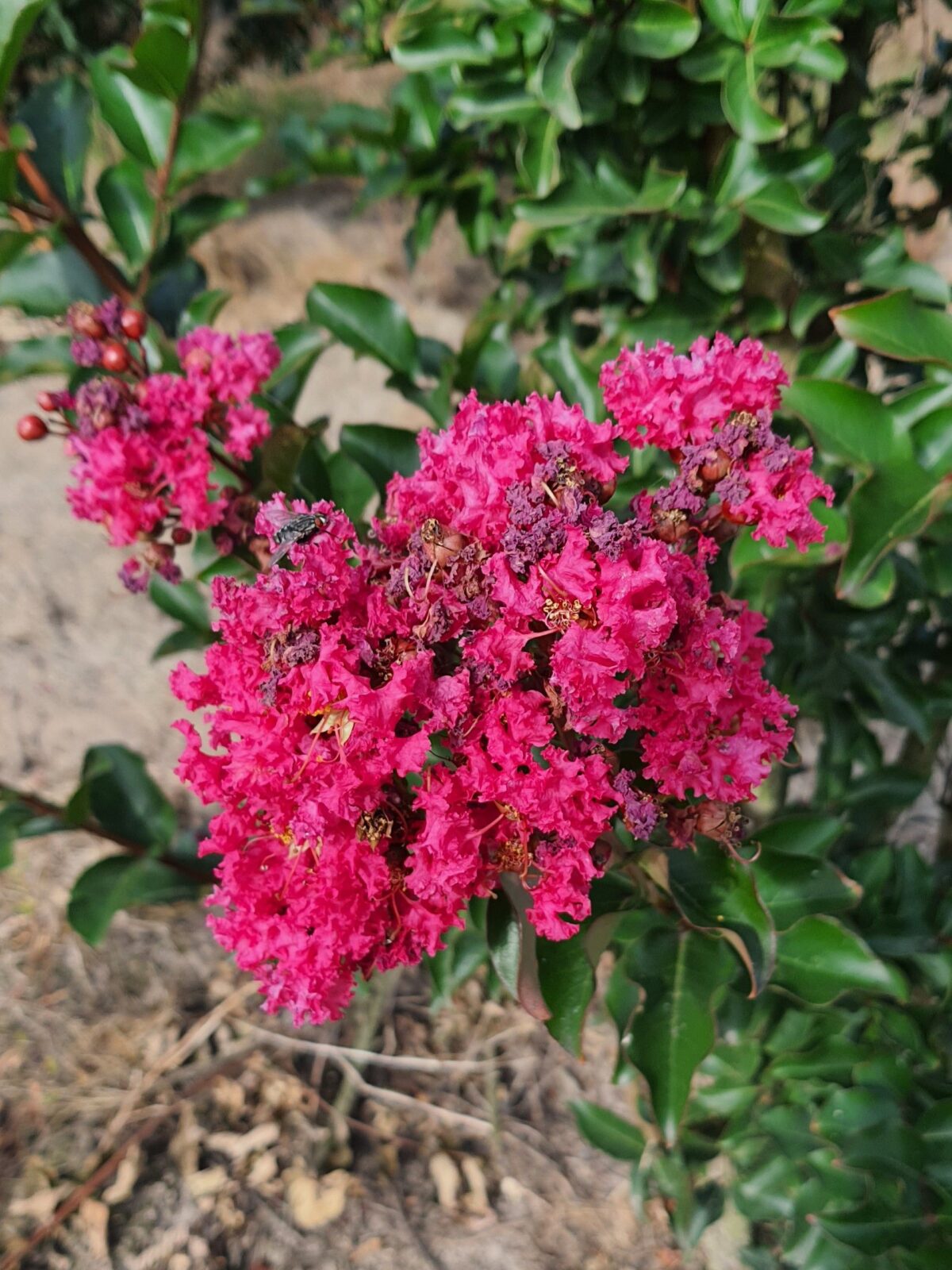 Jonge Indische Roze sering | Meerstammig