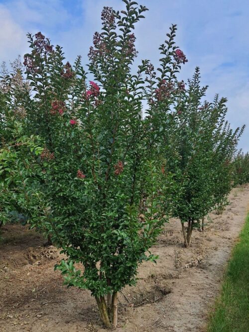 Roze Indische sering | Meerstammig