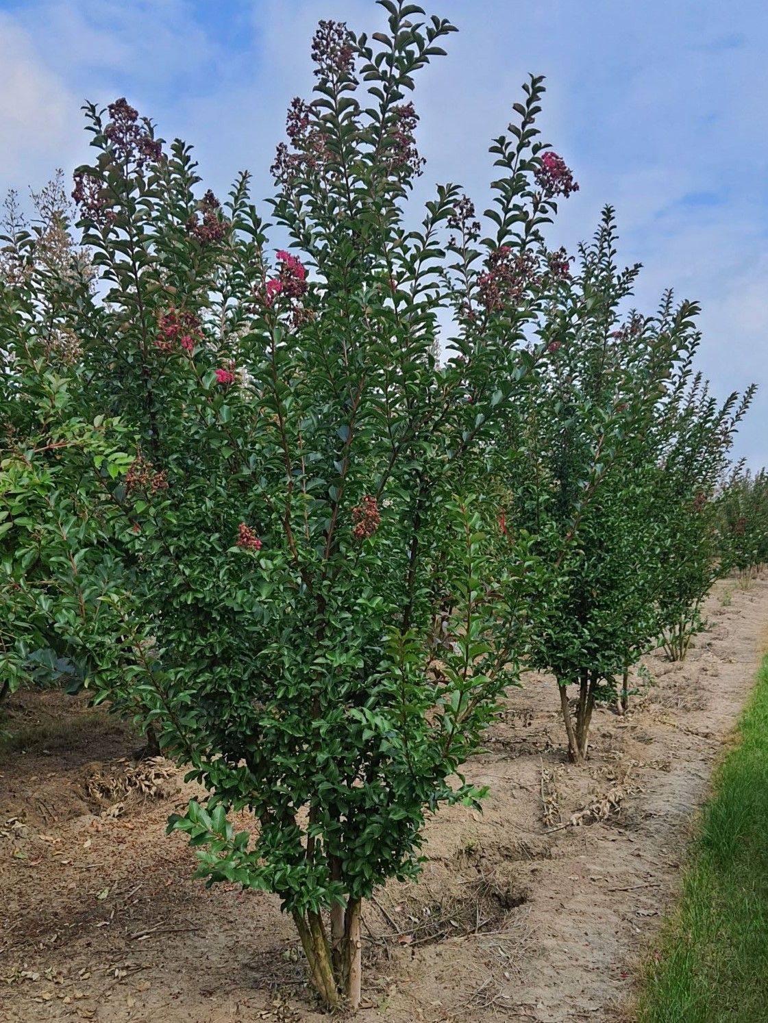 Jonge Indische Roze sering | Meerstammig