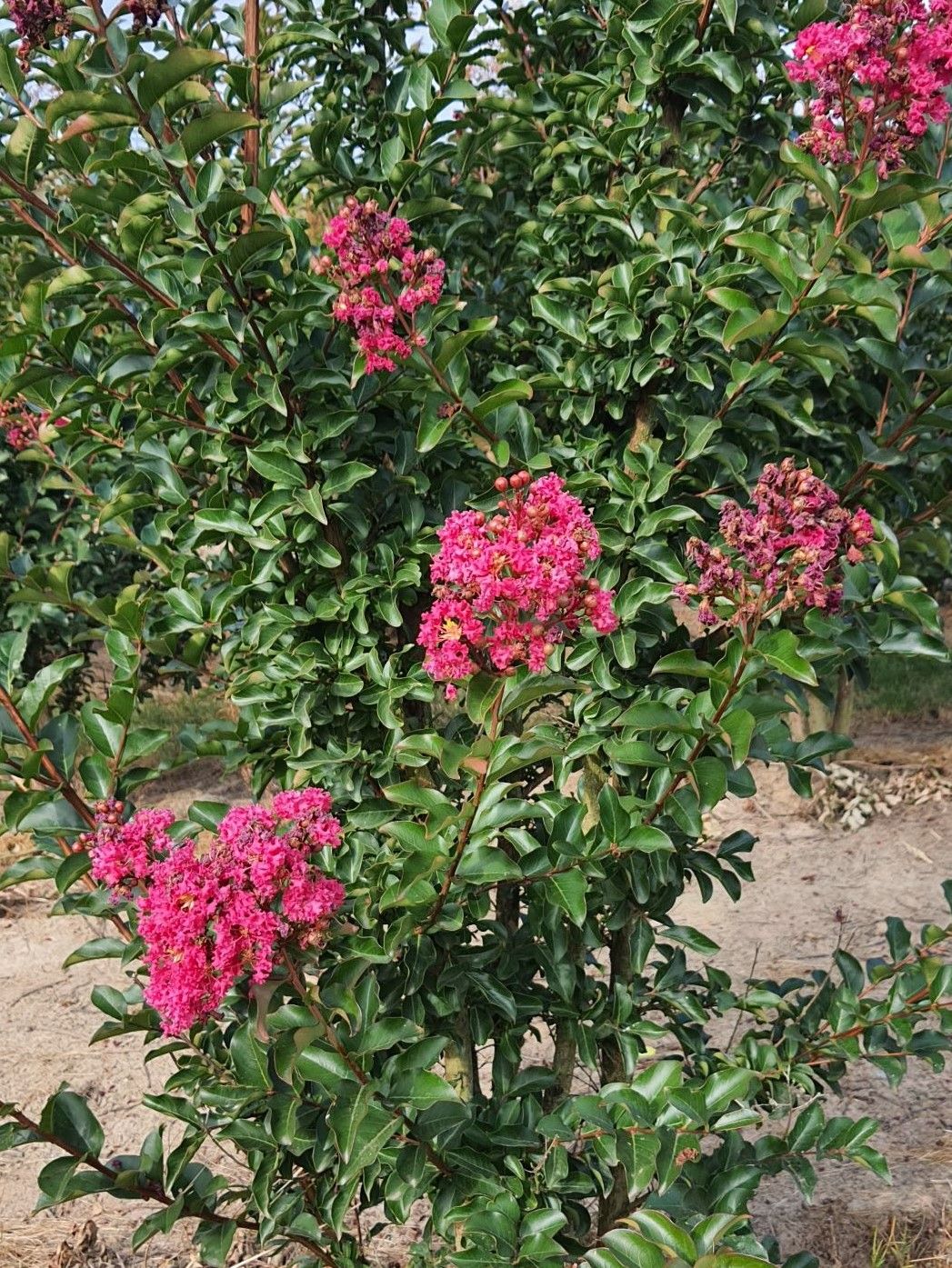 Jonge Indische Roze sering | Meerstammig