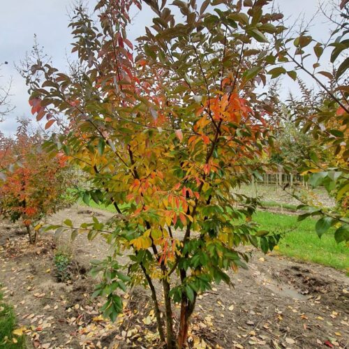 Jonge Indische Roze sering | Meerstammig