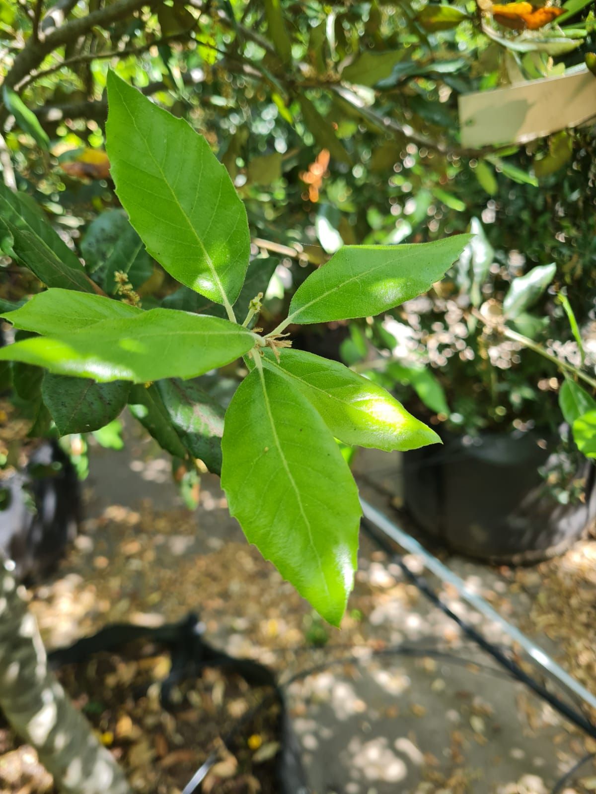 Steeneik | Meerstammig