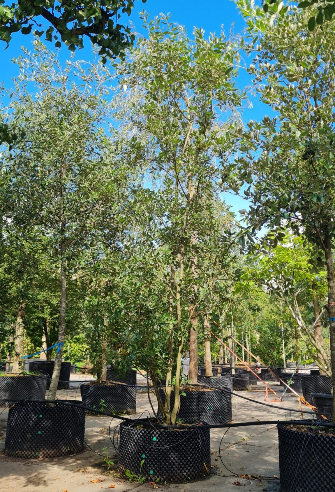 Steeneik | Meerstammig