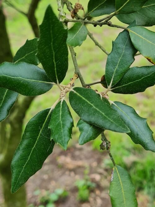 meerstammige-steeneik Moeraseik | Dakvorm
