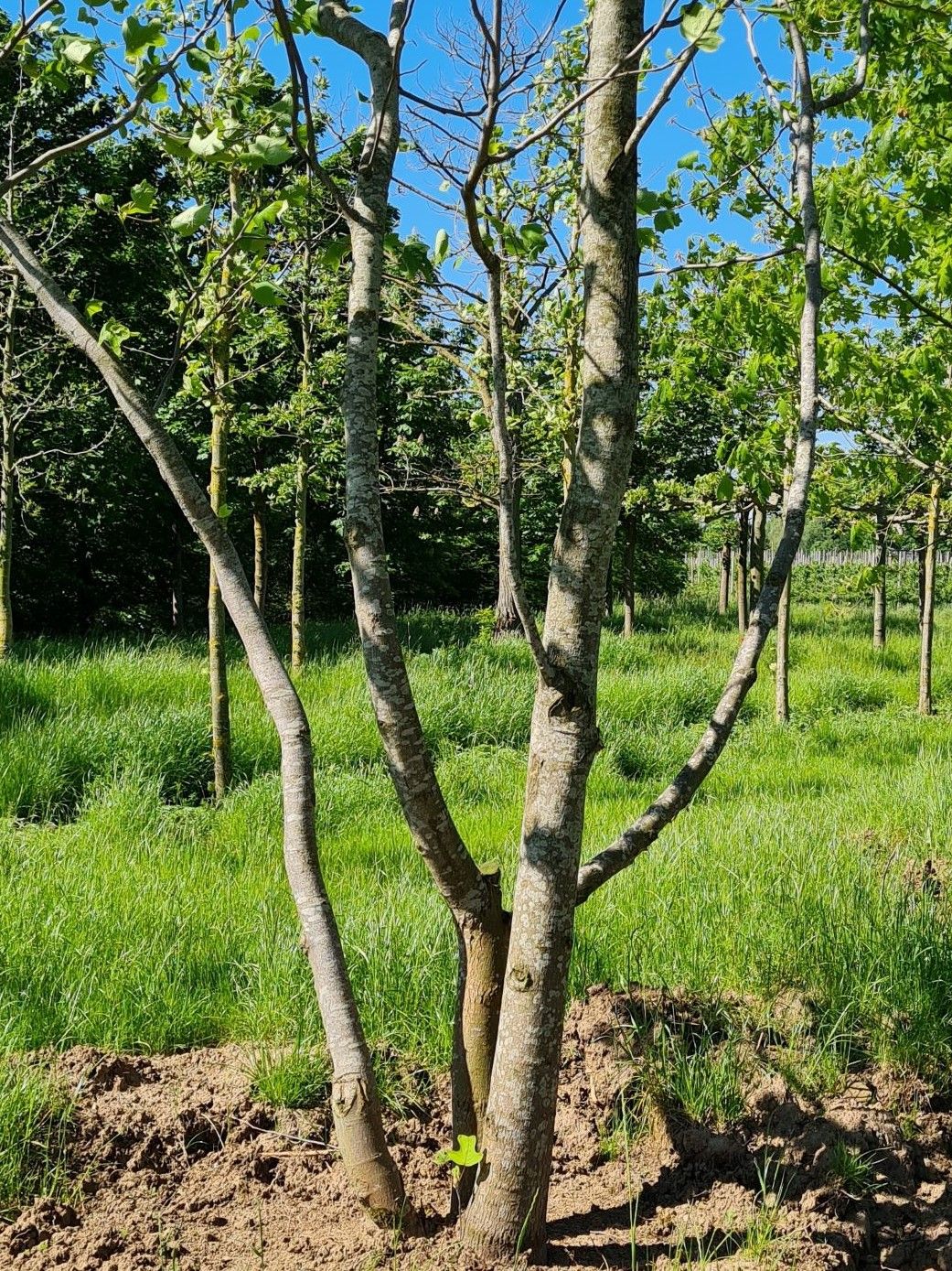 Volwassen Tulpenboom | Meerstammig