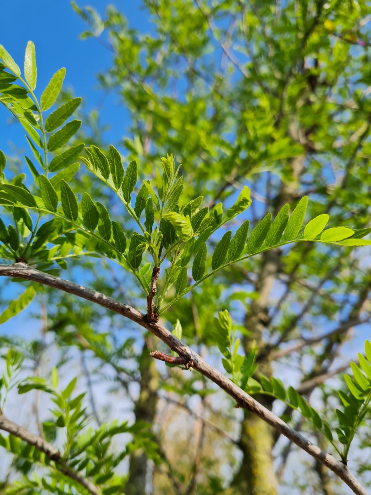 meerstammige-valse-christusdoorn Jonge Valse Christusdoorn | Meerstammig