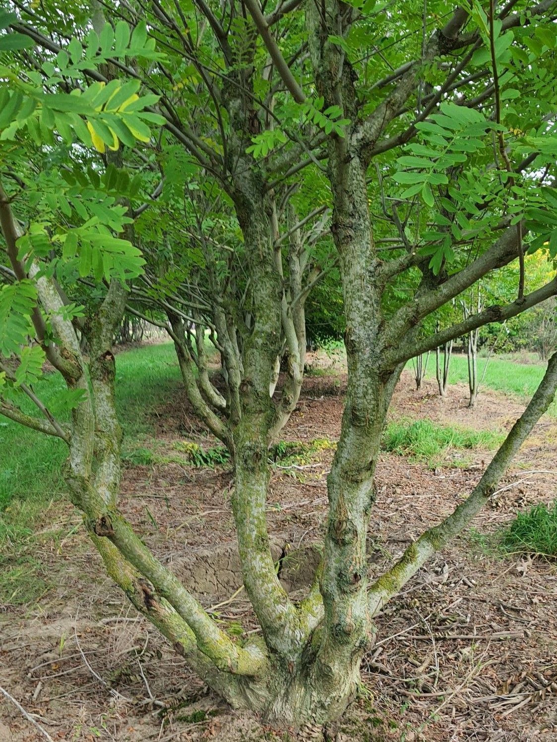 meerstammige-vleugelnoot Jonge Vleugelnoot | Meerstammig