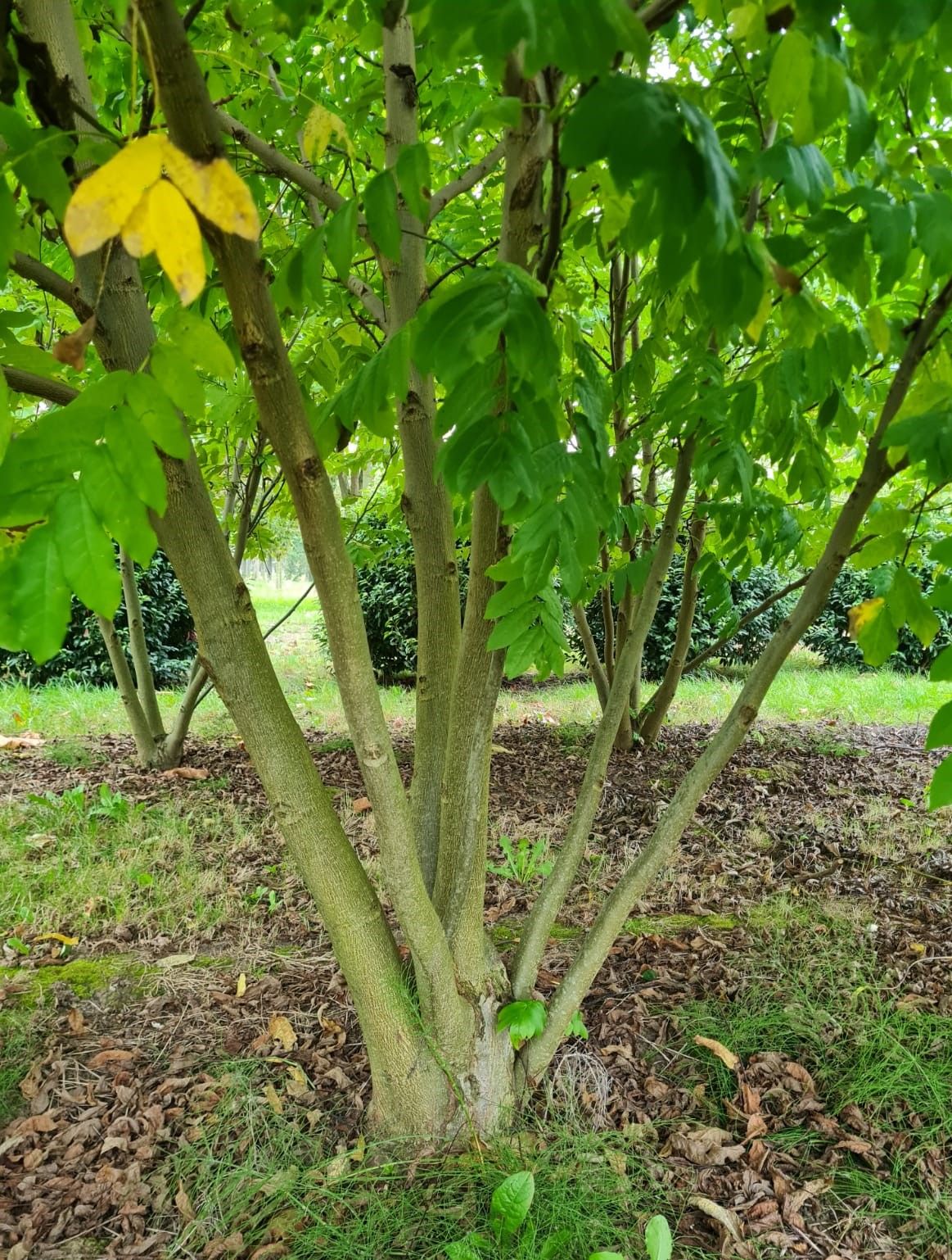 meerstammige-vleugelnoot Jonge Vleugelnoot | Meerstammig