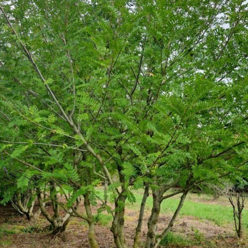 Jonge Vleugelnoot | Meerstammig