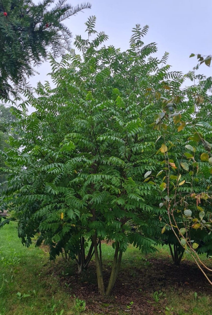 meerstammige-vleugelnoot Jonge Vleugelnoot | Meerstammig