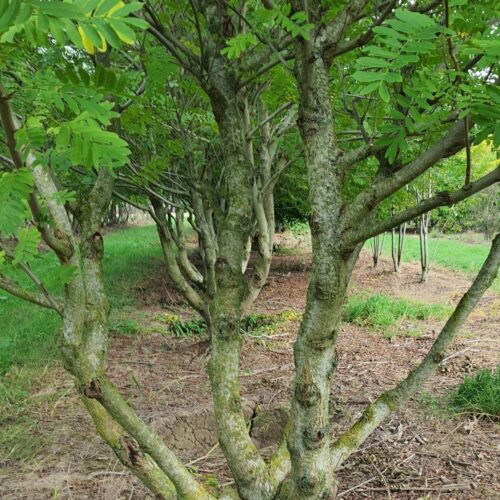 Volwassen Vleugelnoot | Meerstammig