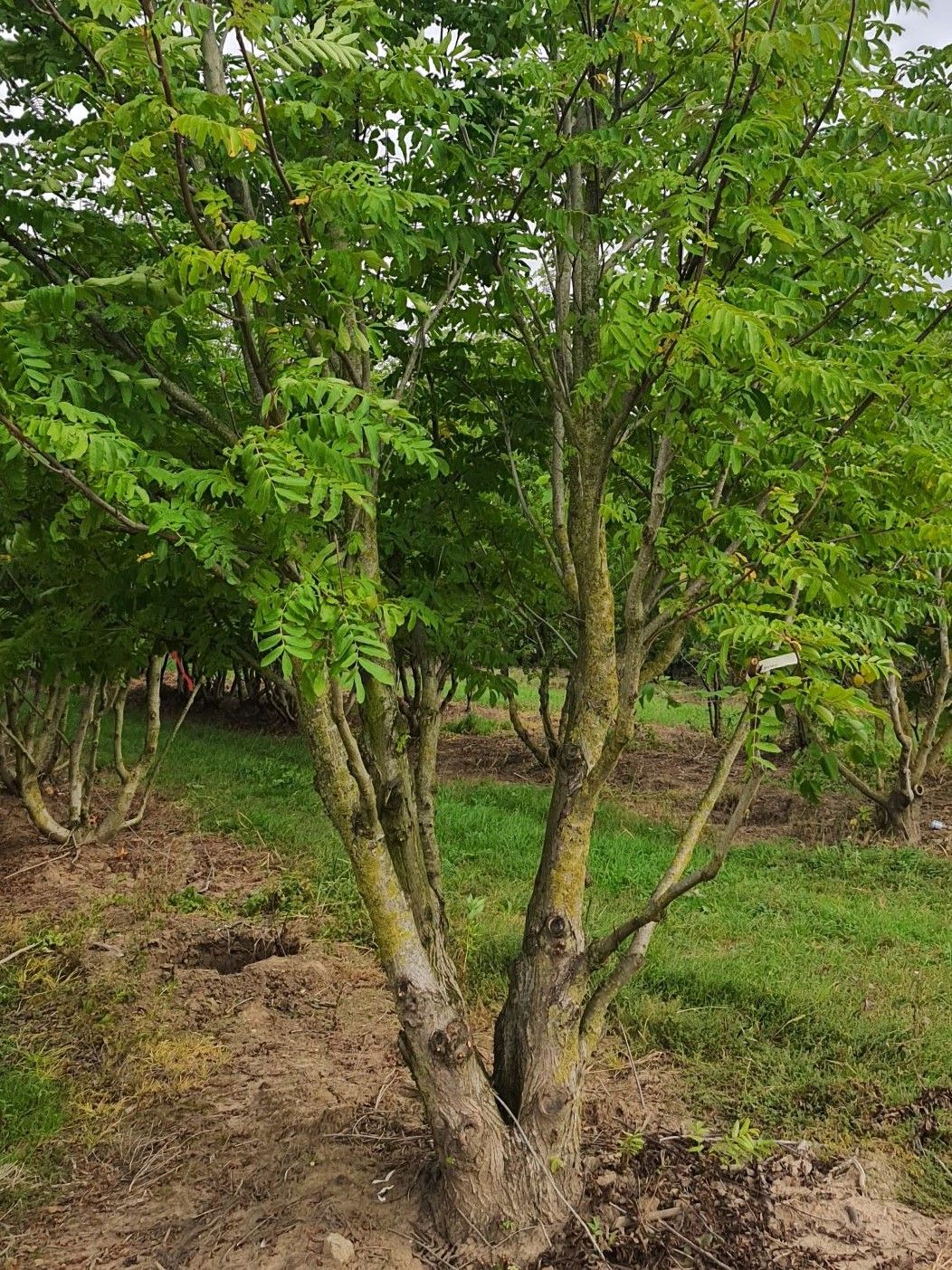 Volwassen Vleugelnoot | Meerstammig