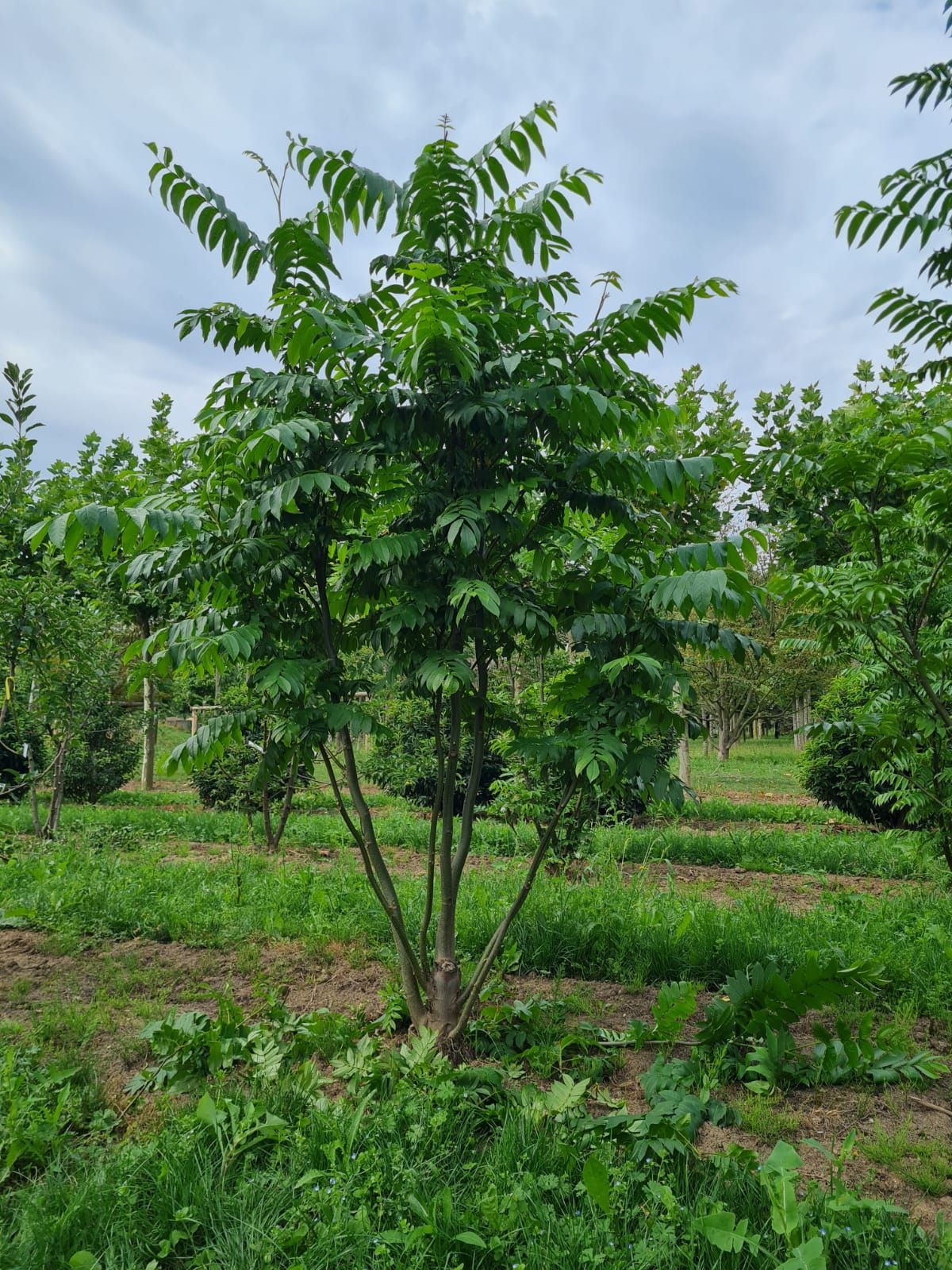 Volwassen Vleugelnoot | Meerstammig