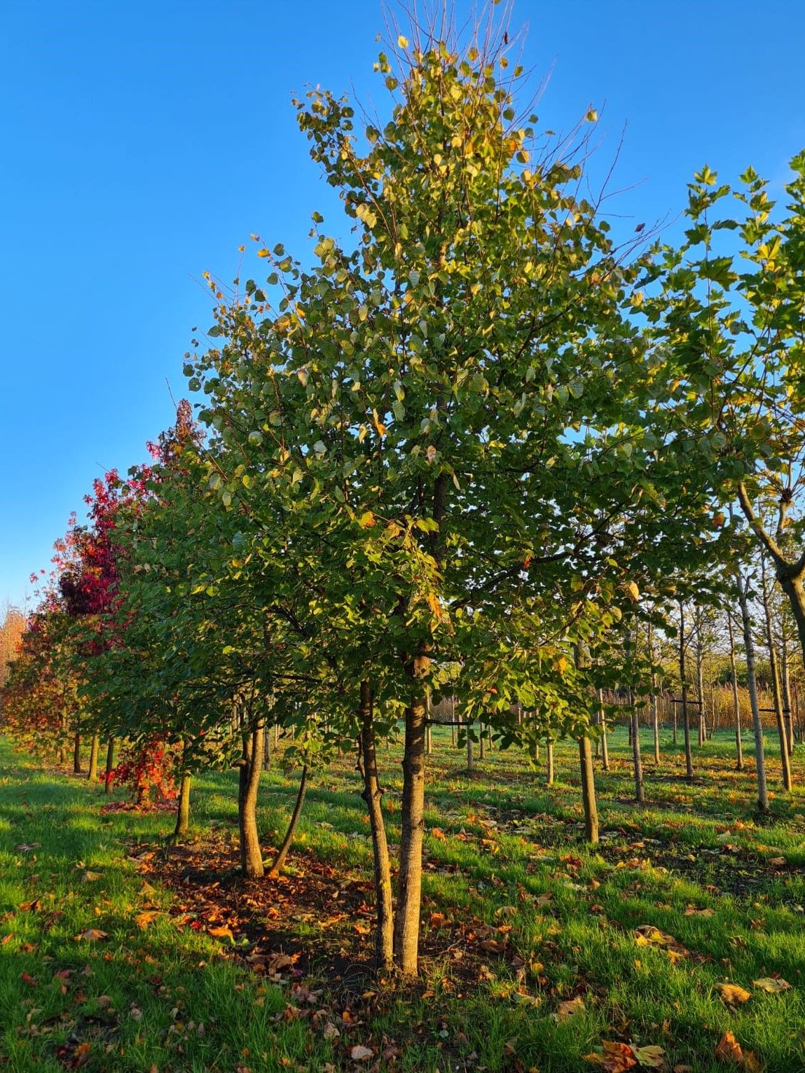 meerstammige-winterlinde Jonge Winterlinde | Meerstammig