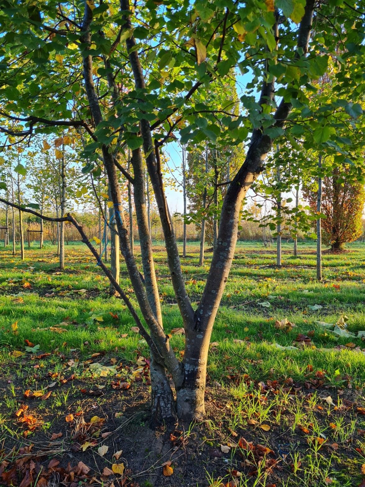 meerstammige-winterlinde Jonge Winterlinde | Meerstammig