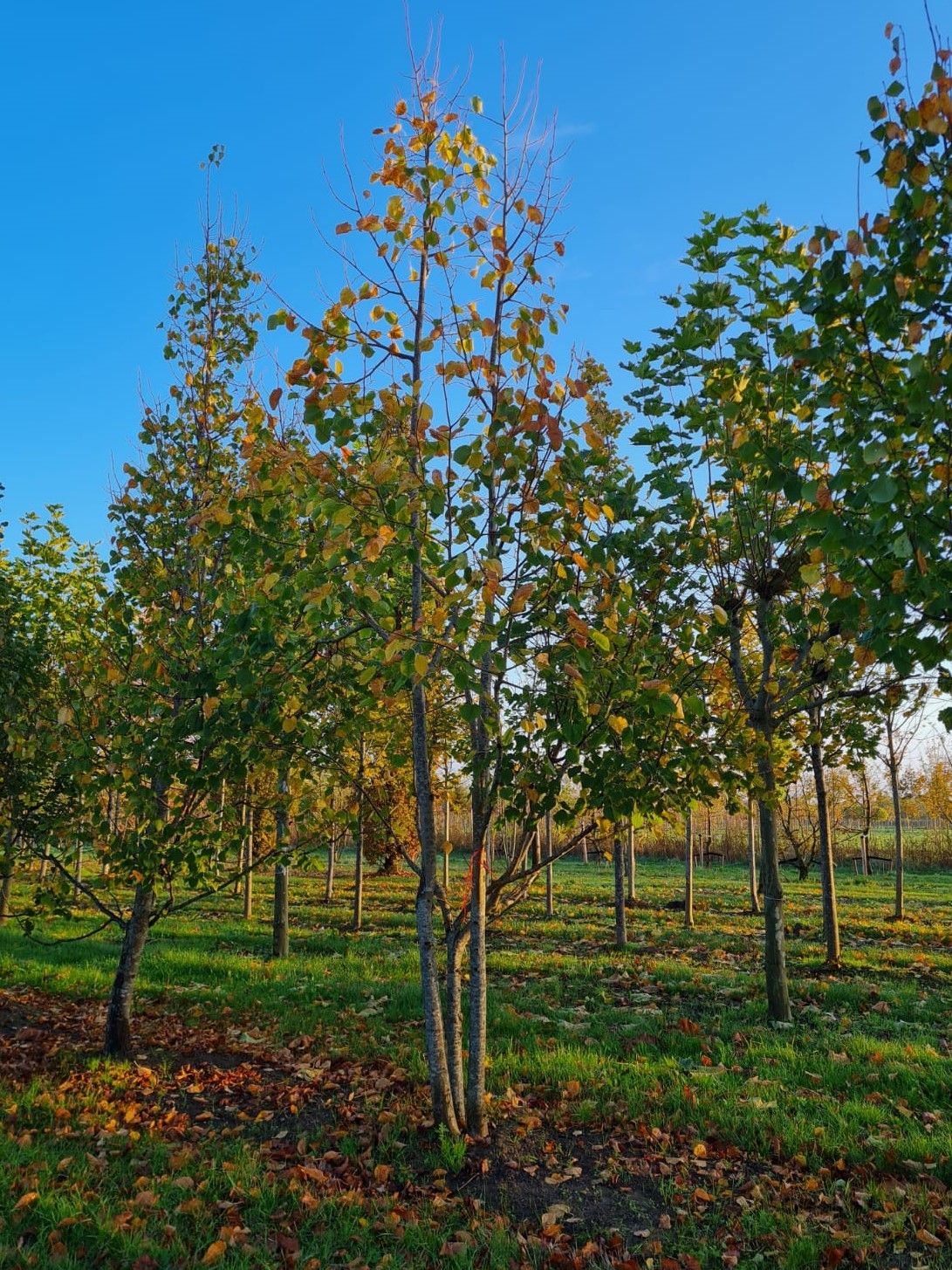 meerstammige-winterlinde Volwassen Winterlinde | Meerstammig