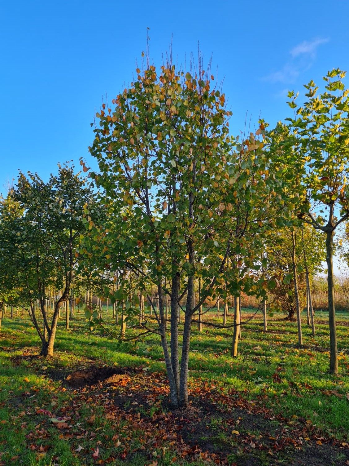 meerstammige-winterlinde Volwassen Winterlinde | Meerstammig