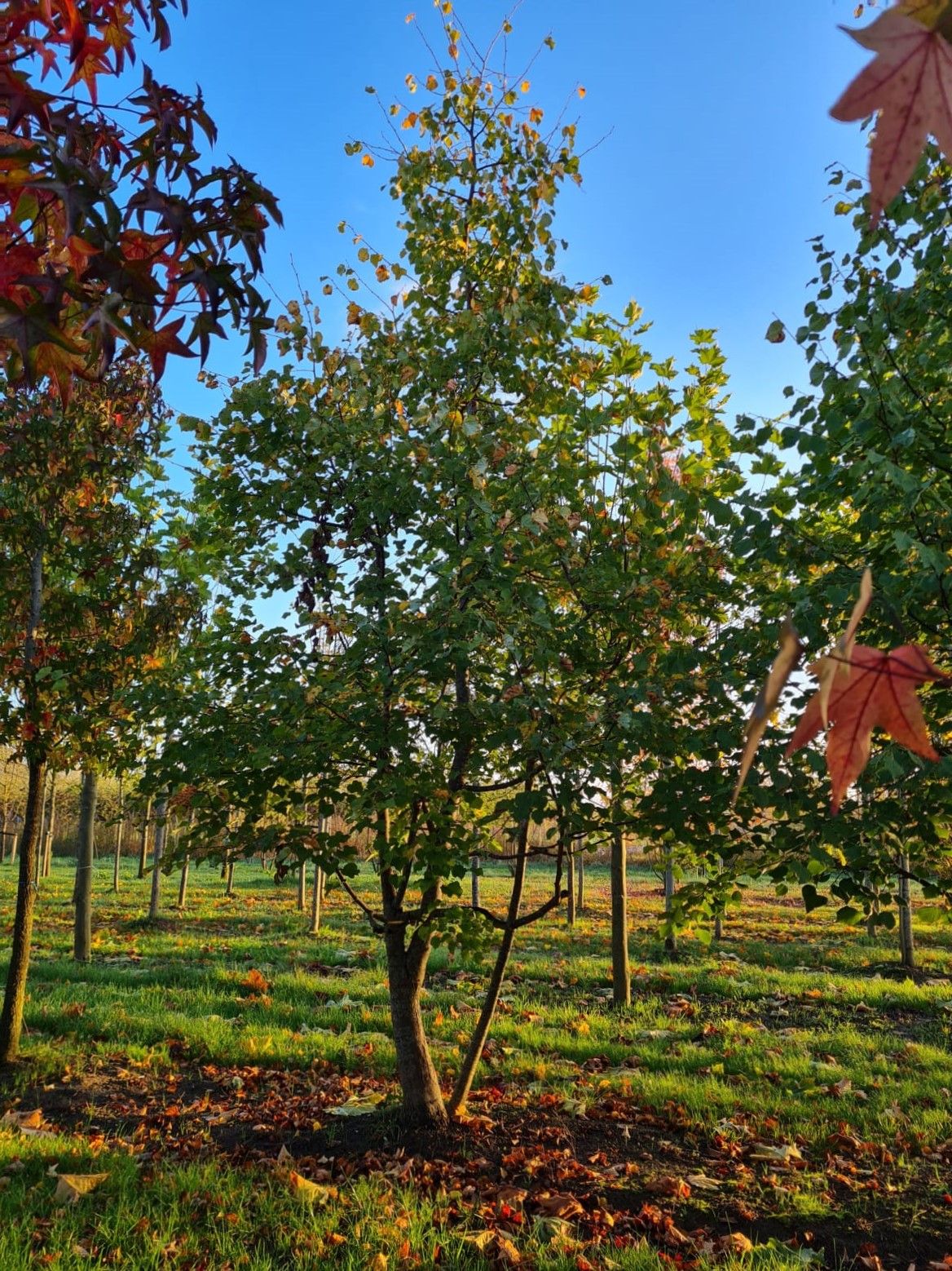 meerstammige-winterlinde Volwassen Winterlinde | Meerstammig