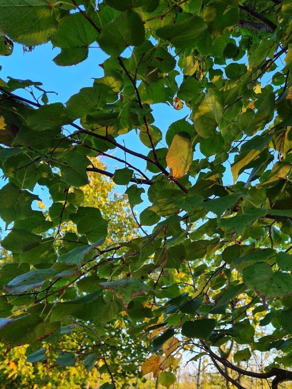 meerstammige-winterlinde Volwassen Winterlinde | Meerstammig