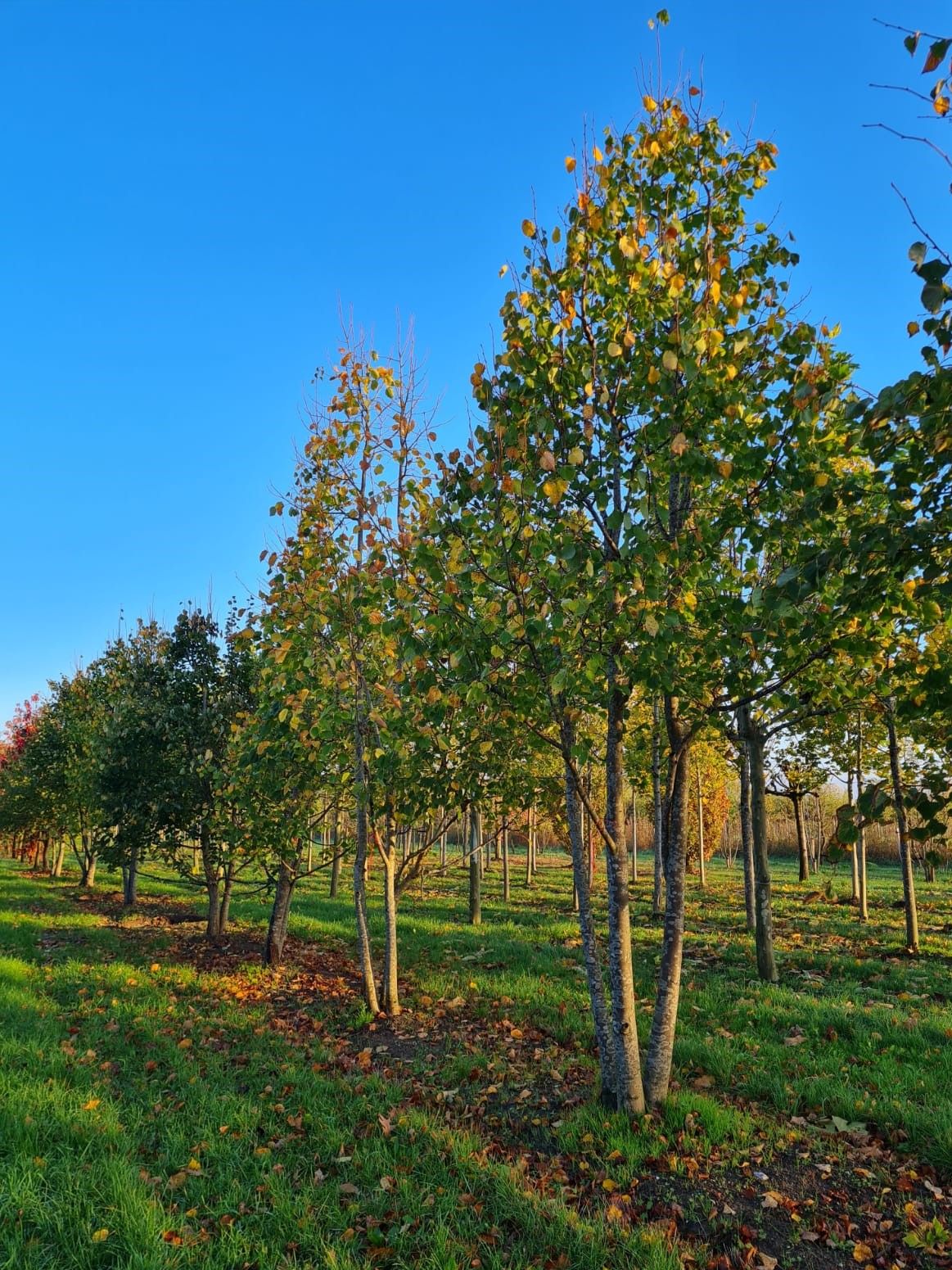 meerstammige-winterlinde Volwassen Winterlinde | Meerstammig