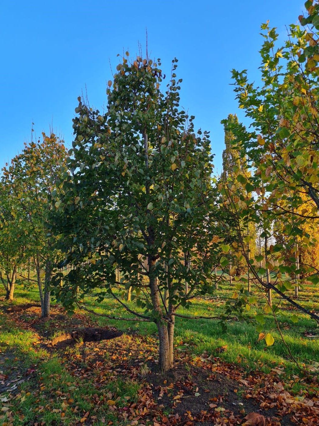 meerstammige-winterlinde Jonge Winterlinde | Meerstammig