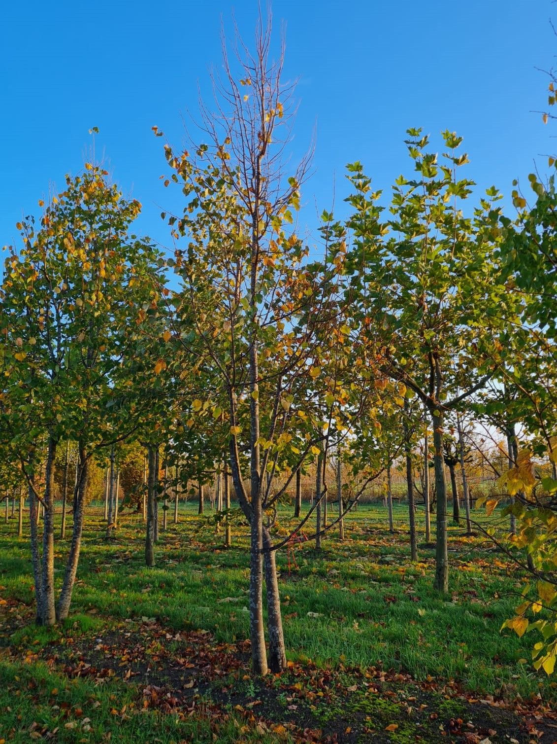 meerstammige-winterlinde Jonge Winterlinde | Meerstammig
