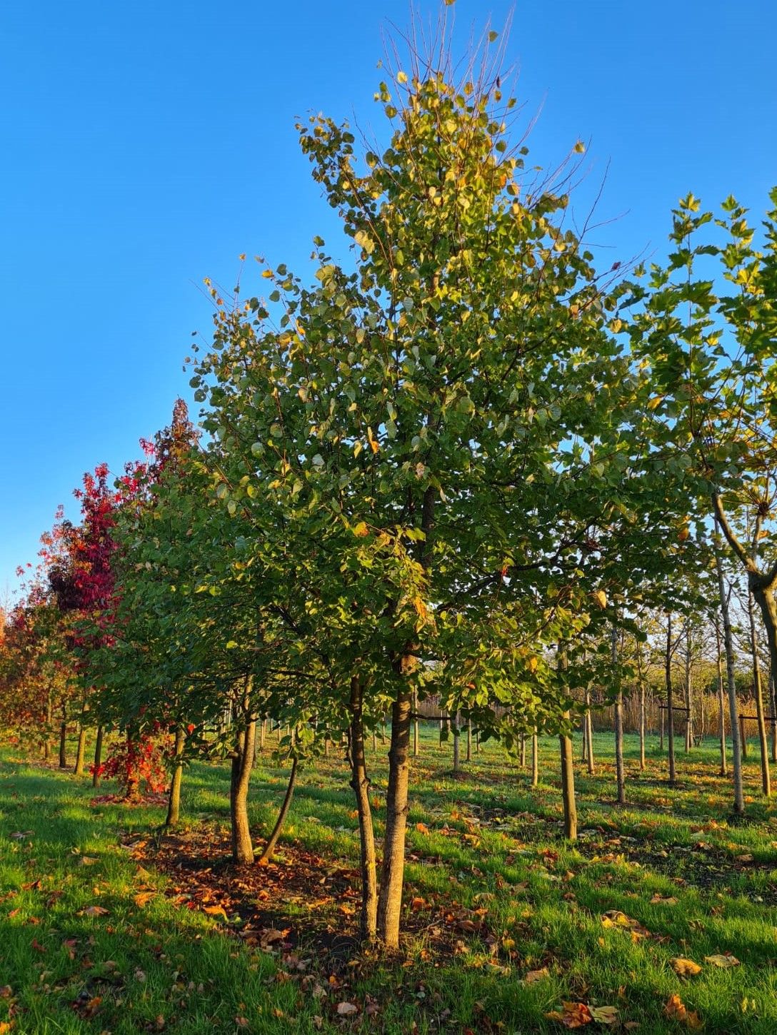meerstammige-winterlinde Jonge Winterlinde | Meerstammig