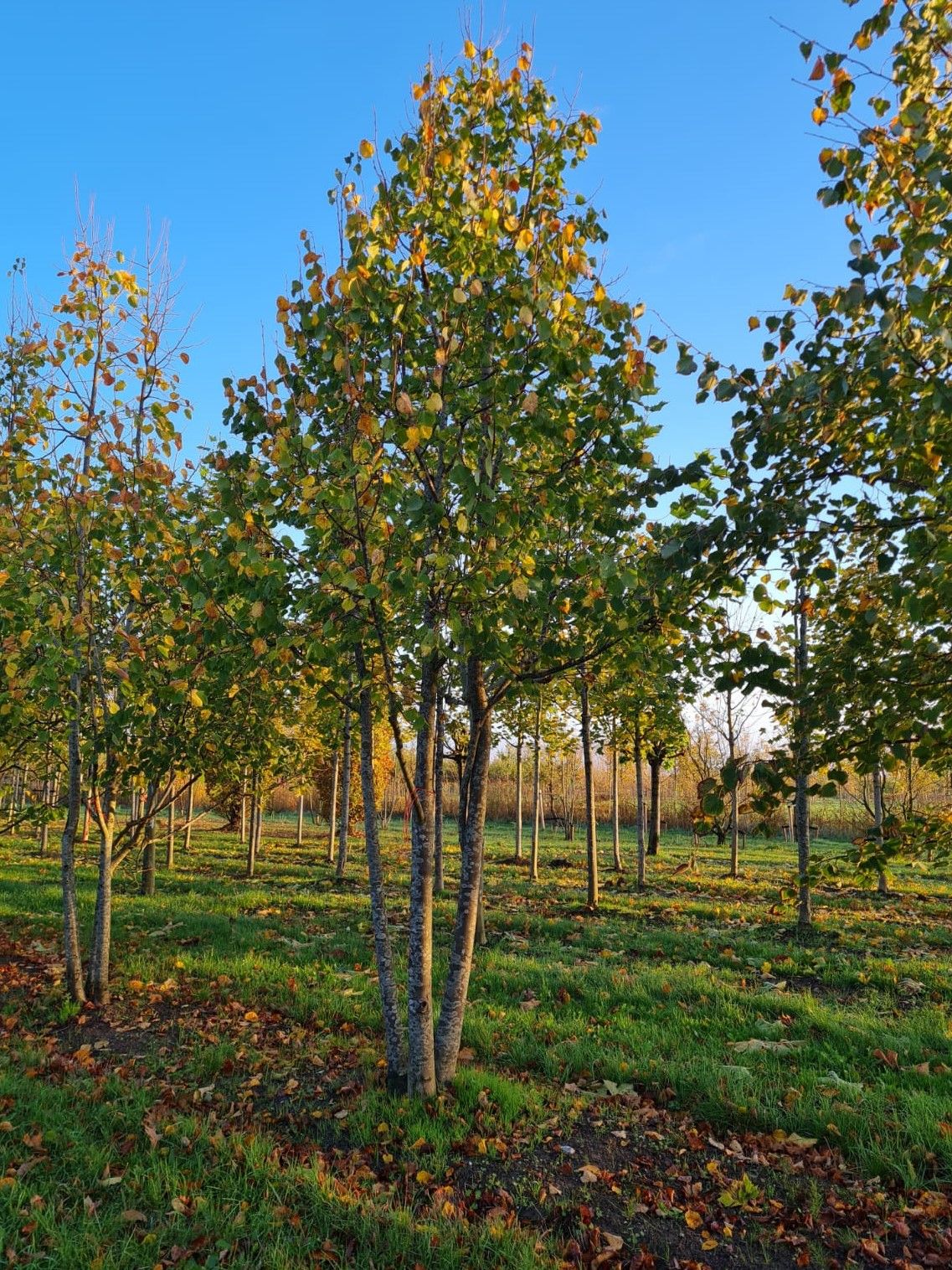 meerstammige-winterlinde Jonge Winterlinde | Meerstammig