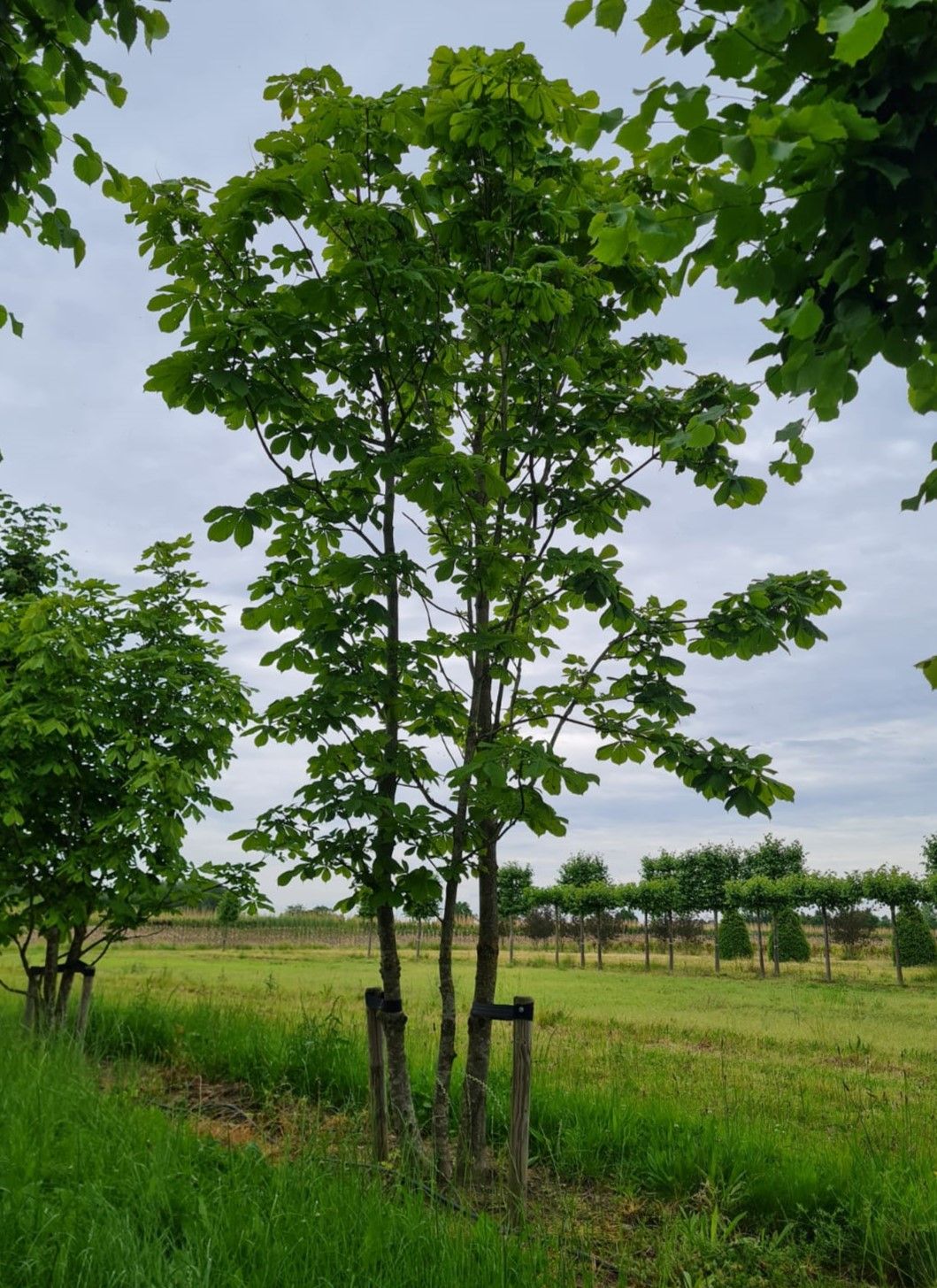 meerstammige-witte-paardenkastanje Jonge Witte paardenkastanje | Meerstammig