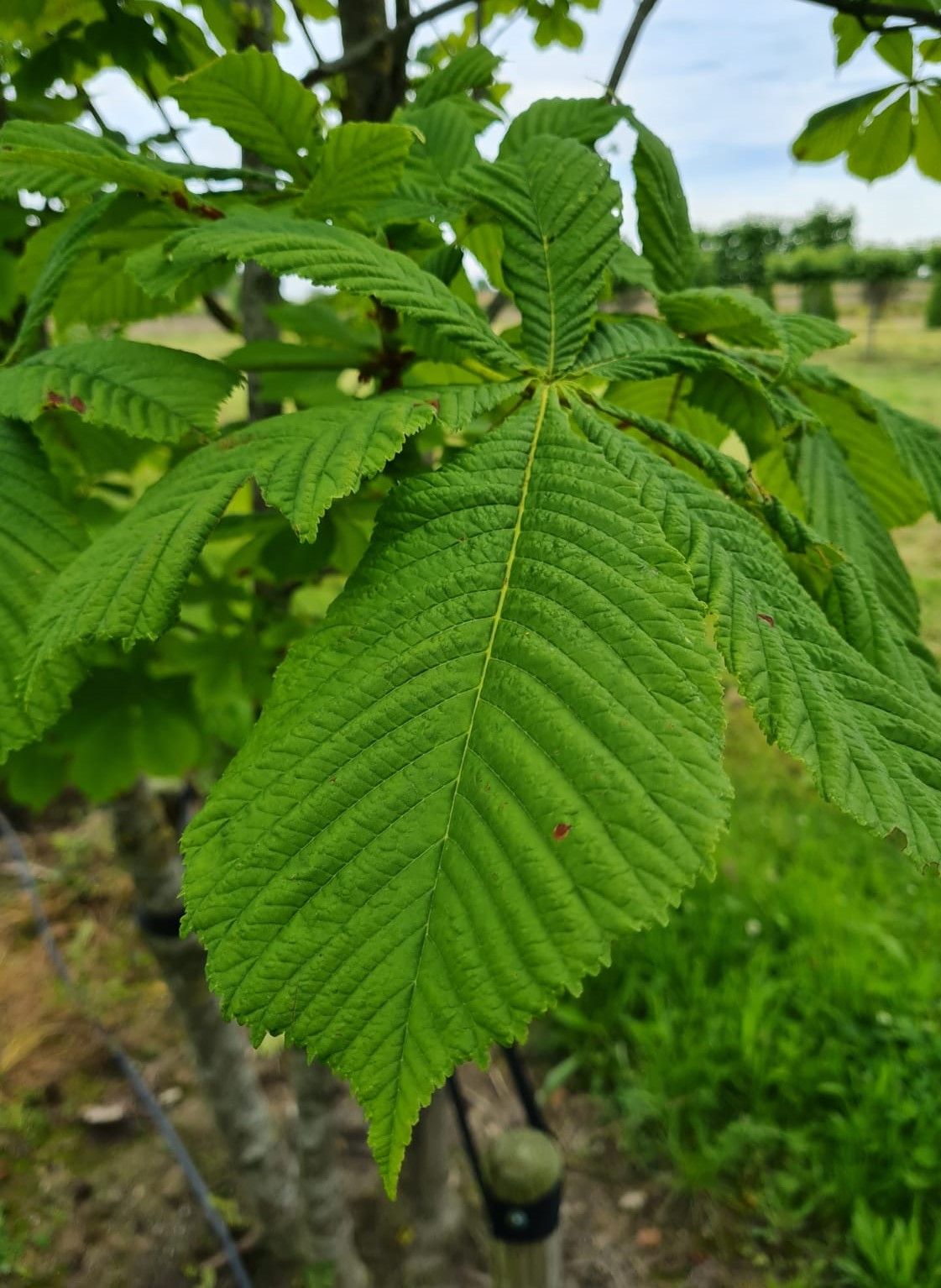 meerstammige-witte-paardenkastanje Jonge Witte paardenkastanje | Meerstammig