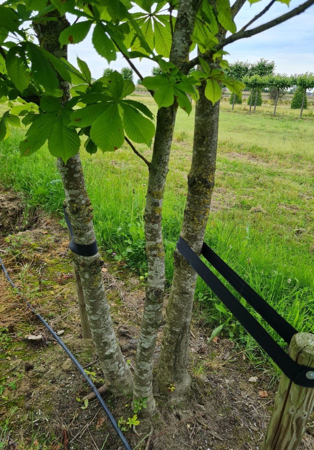 meerstammige-witte-paardenkastanje Jonge Witte paardenkastanje | Meerstammig