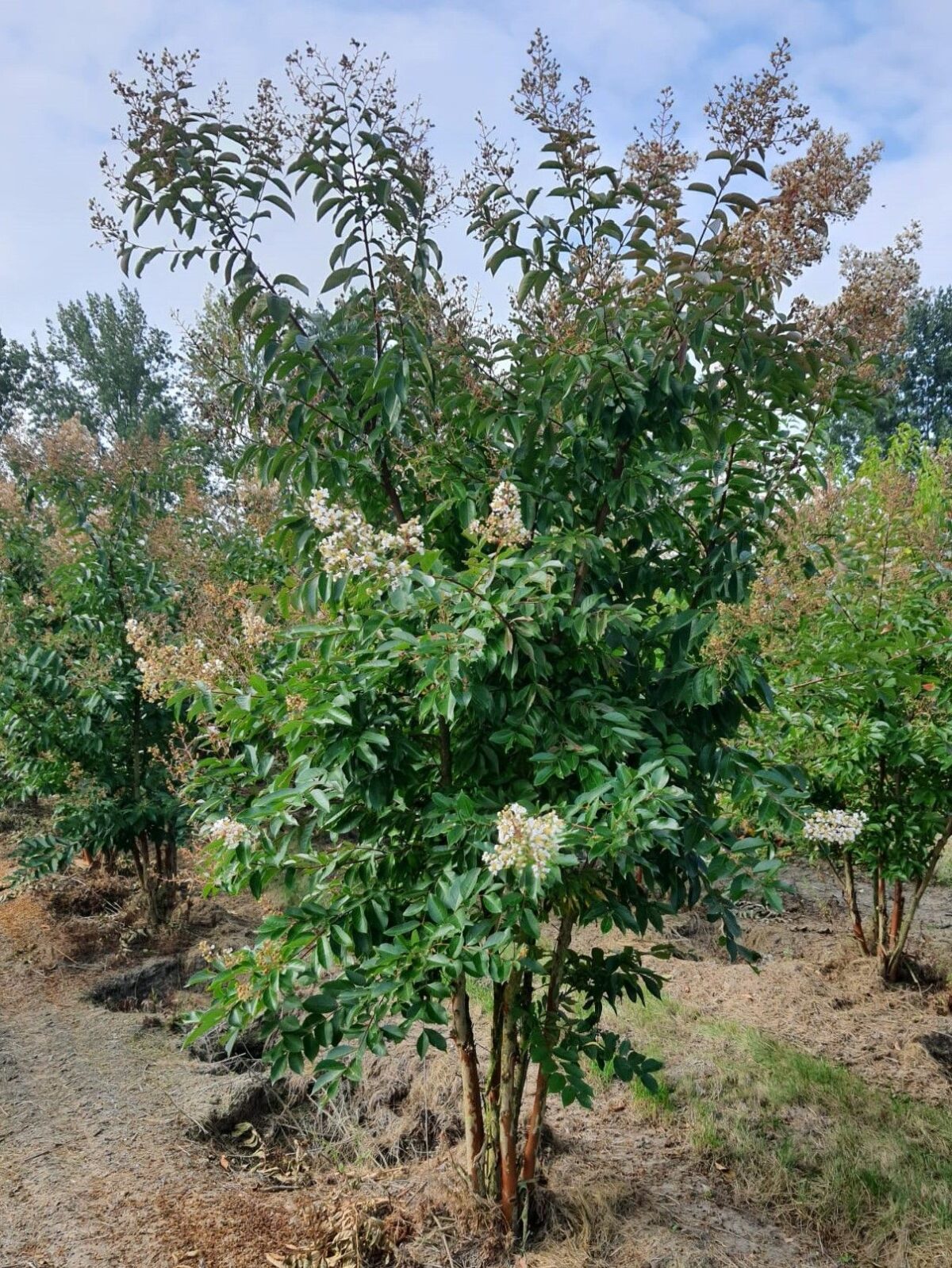 Jonge Indische witte sering | Meerstammig