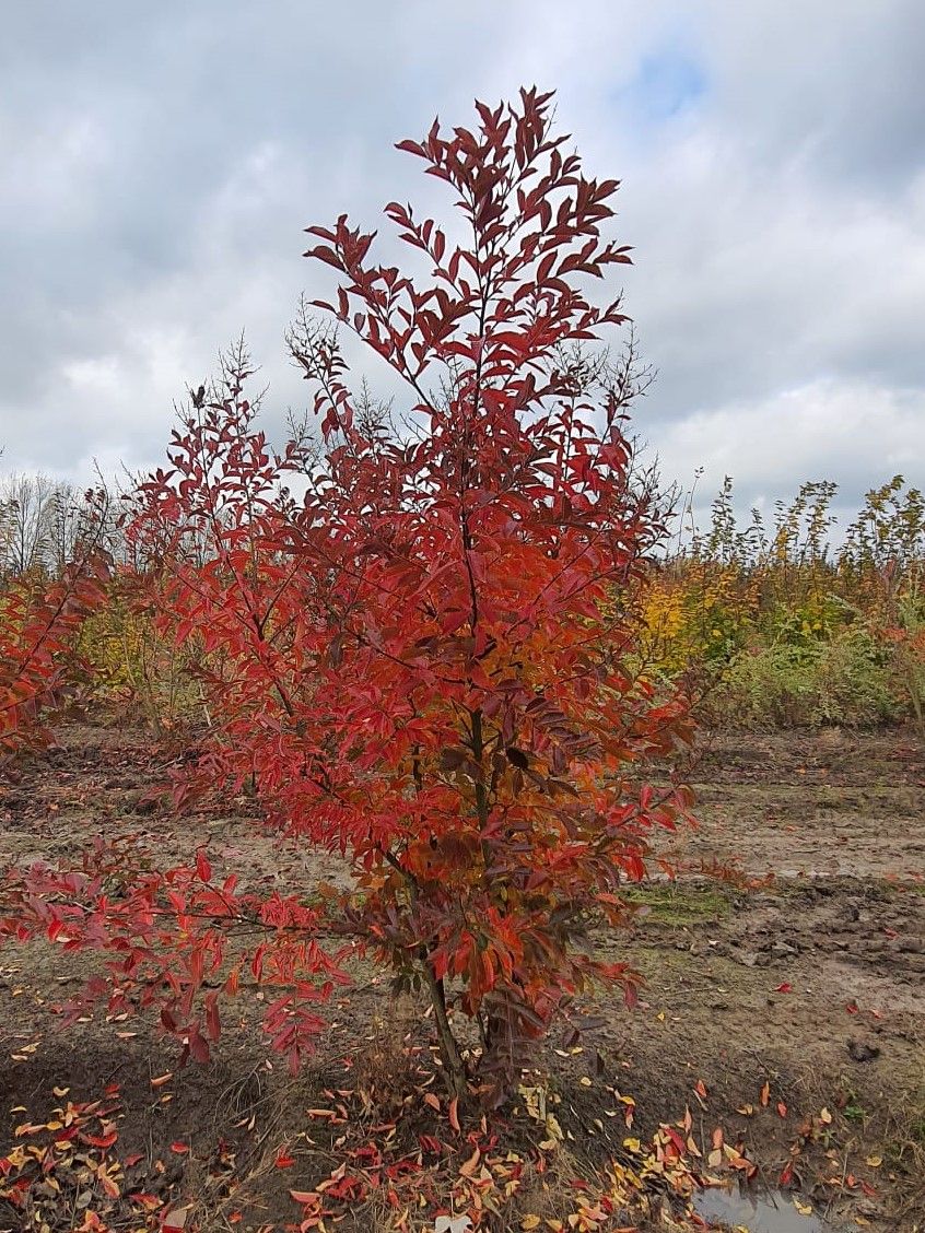 Jonge Indische witte sering | Meerstammig