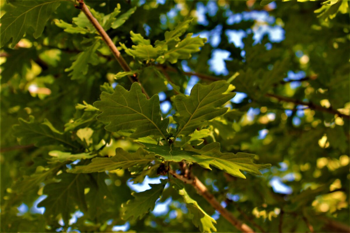 Volwassen Zomereik | Meerstammig
