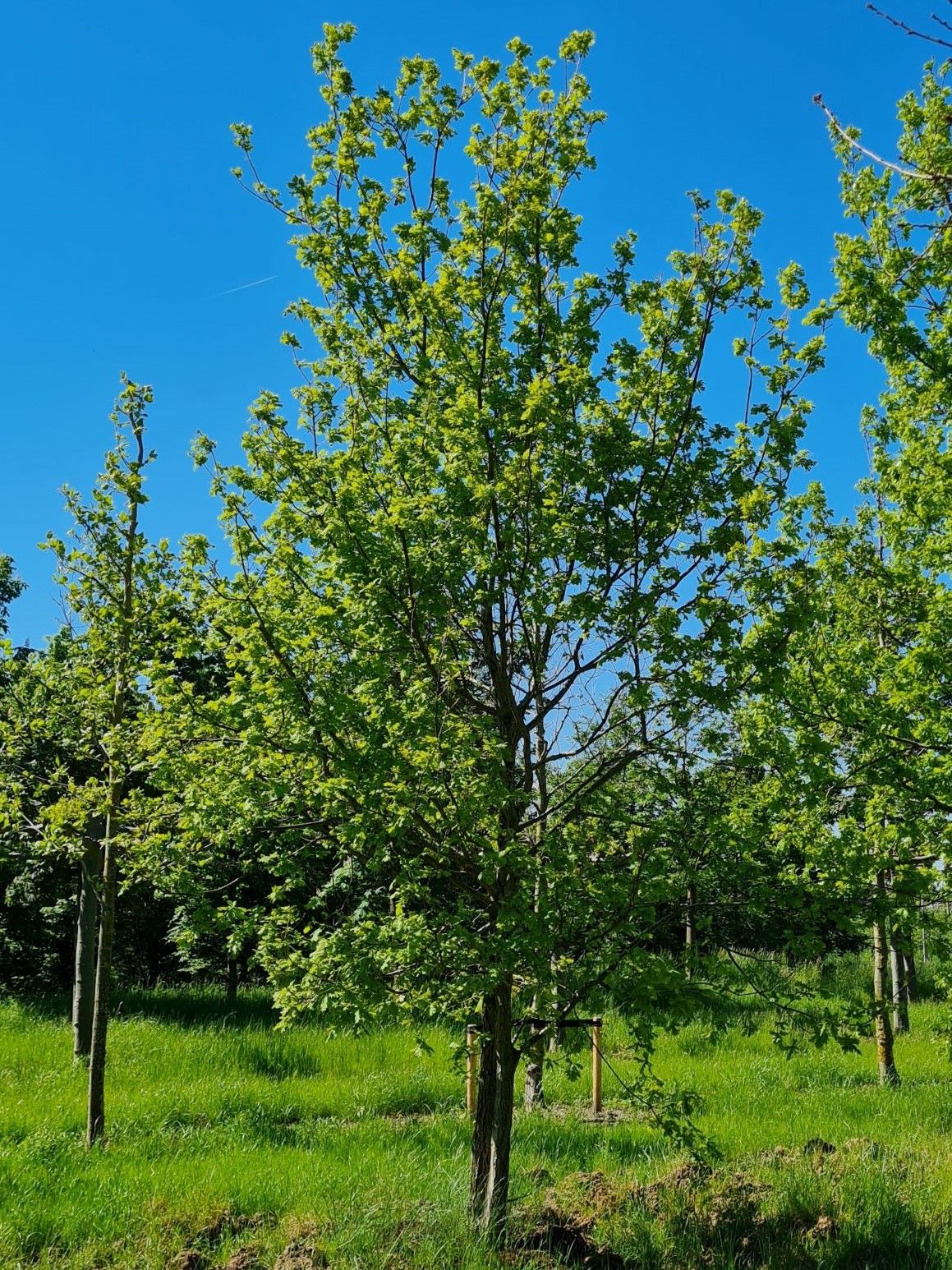 Volwassen Zomereik | Meerstammig