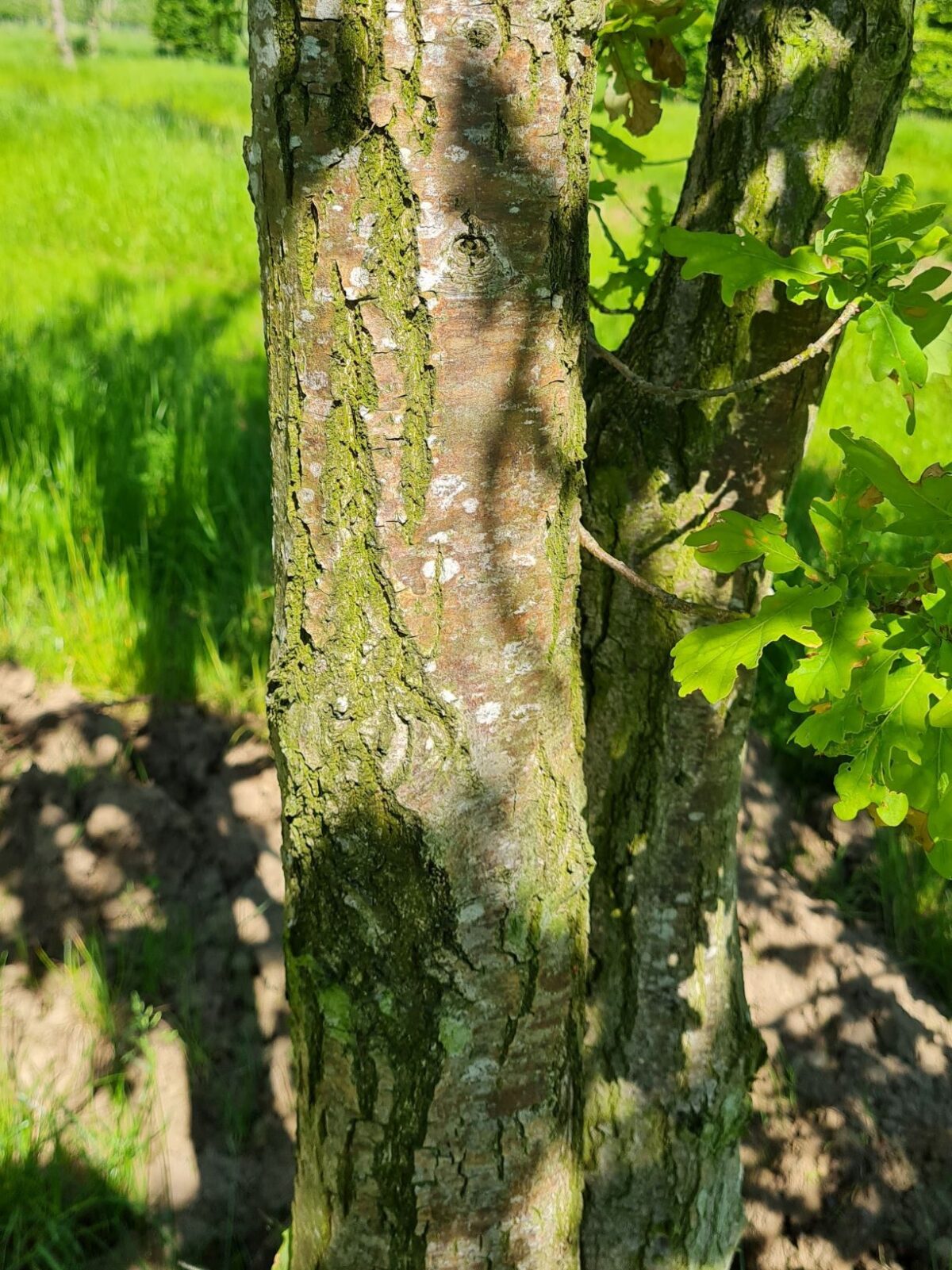 Volwassen Zomereik | Meerstammig