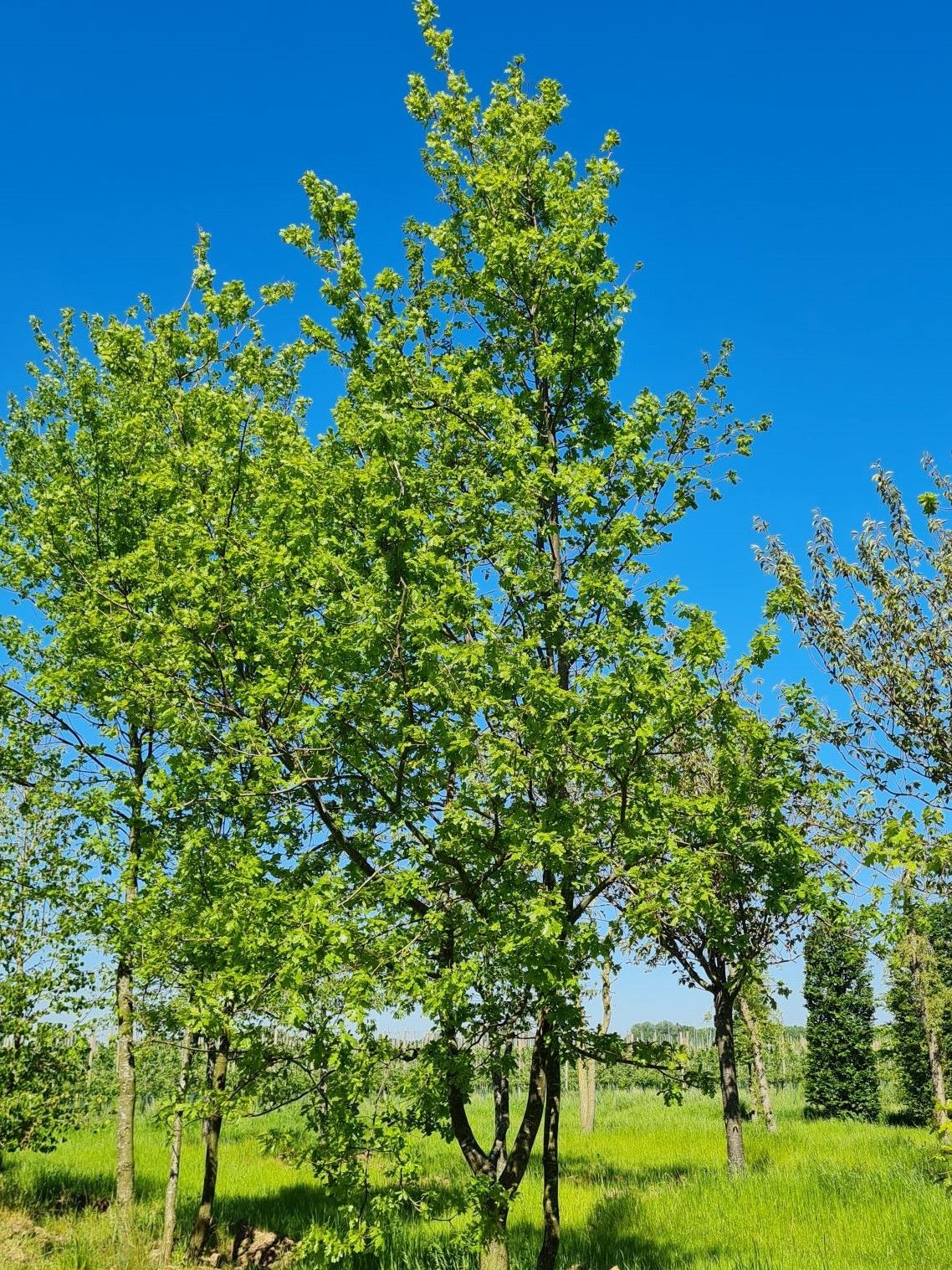 Volwassen Zomereik | Meerstammig