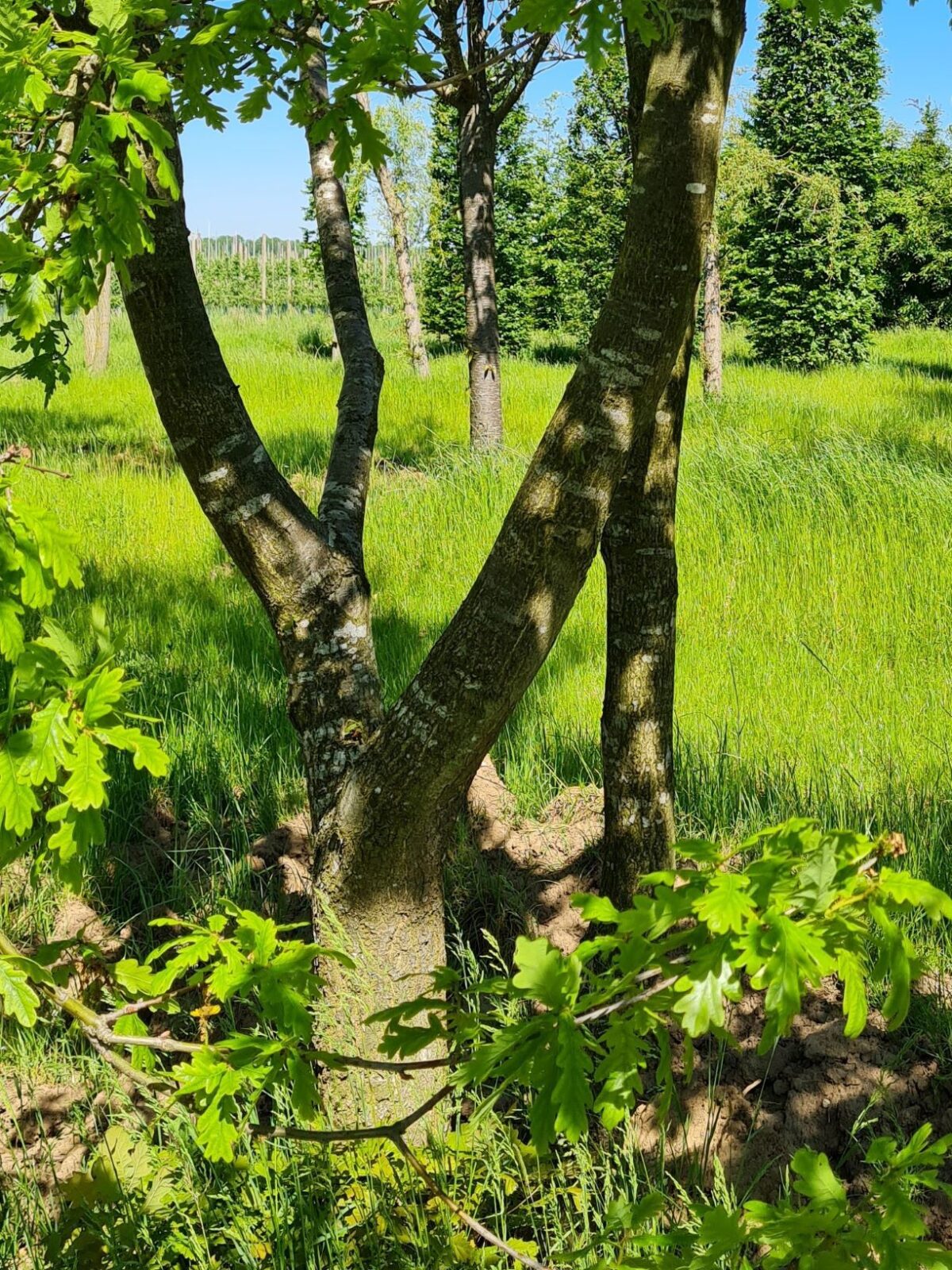 Volwassen Zomereik | Meerstammig