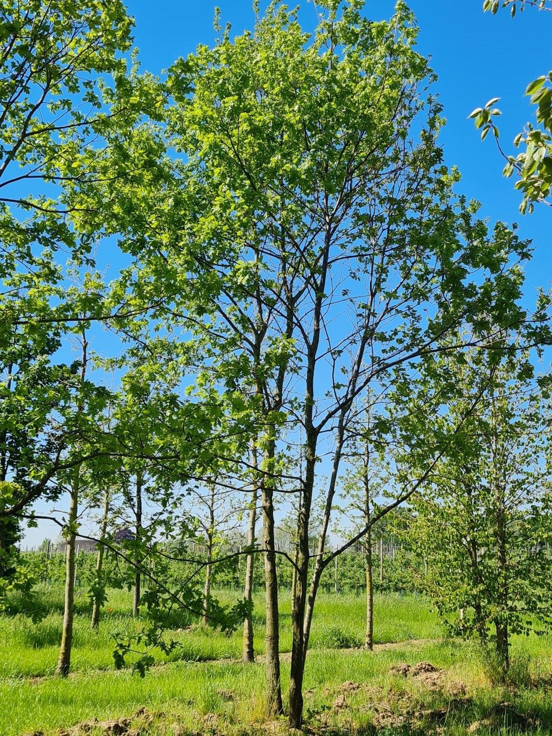 Volwassen Zomereik | Meerstammig