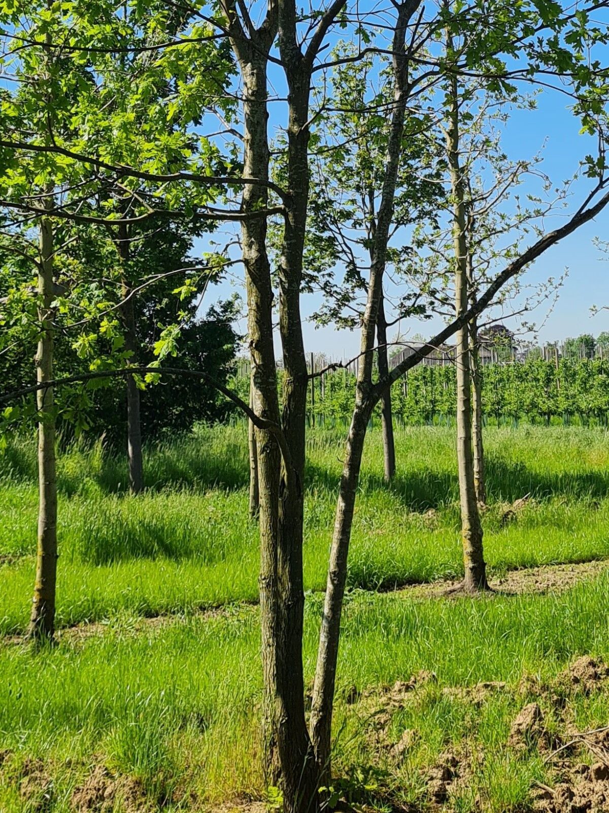 Volwassen Zomereik | Meerstammig