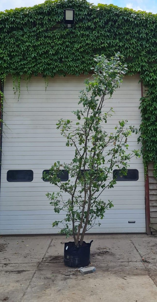 Volwassen Zomereik | Meerstammig