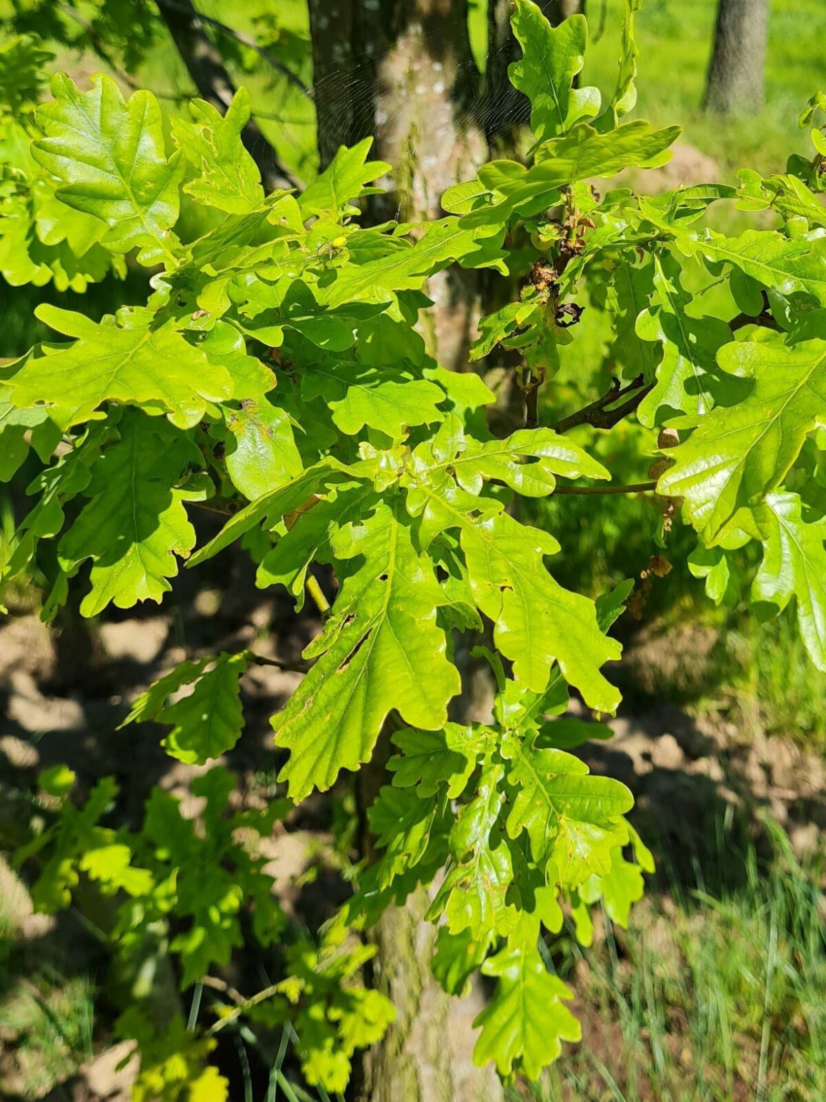 Jonge Zomereik | Meerstammig