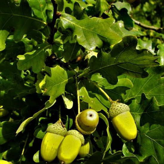 Jonge Zomereik | Meerstammig