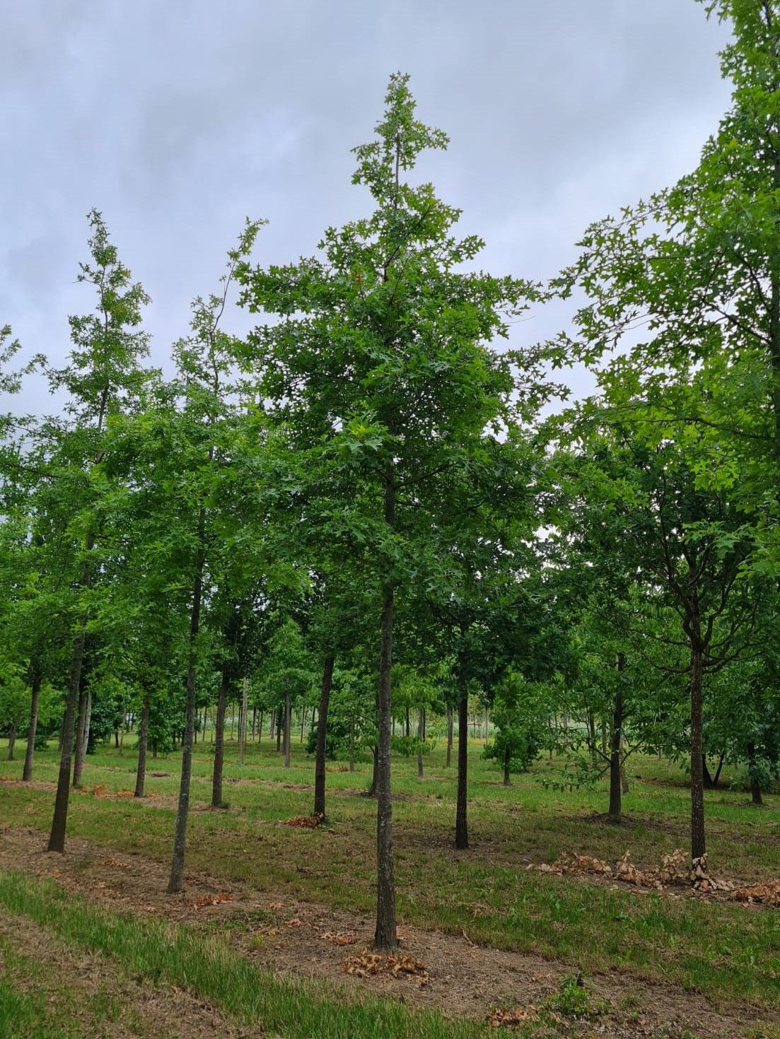 Jonge Moeraseik | Hoogstam