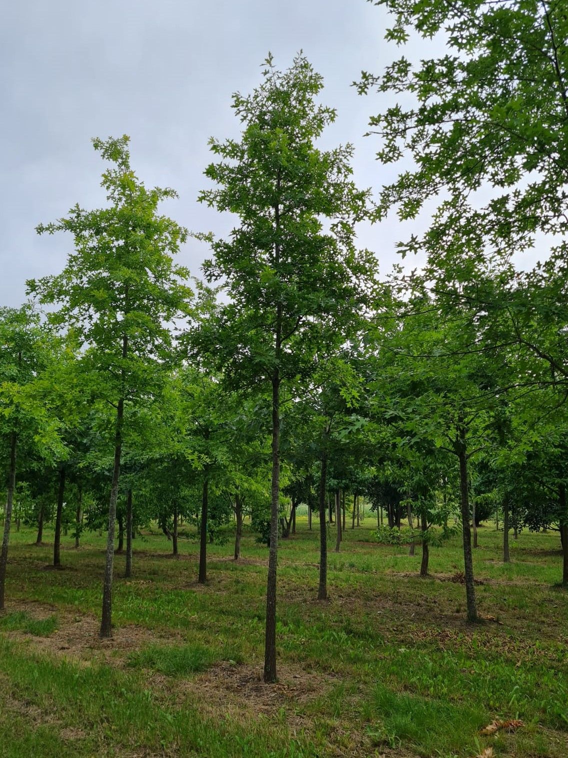 Jonge Moeraseik | Hoogstam